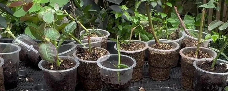 月季扦插黑杆的原因，可能是土壤不透气所致