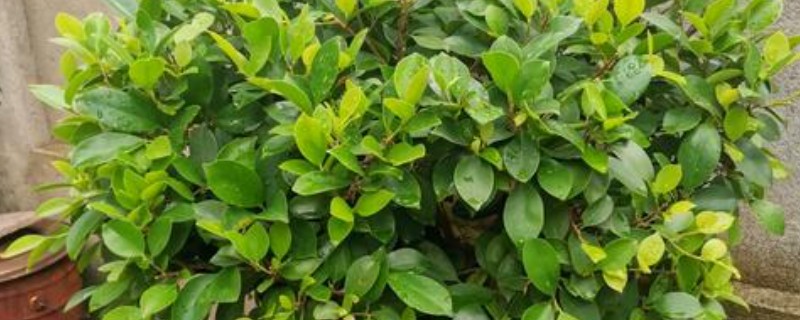 榕树干枯叶子掉光了还有没有救，根系有活性便可活