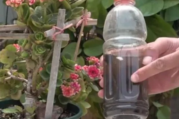 酱油可以浇花吗,可以用来浇花的