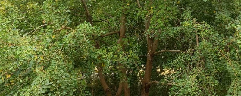 木本植物与草本植物有什么区别，株形、茎部结构等方面都不同