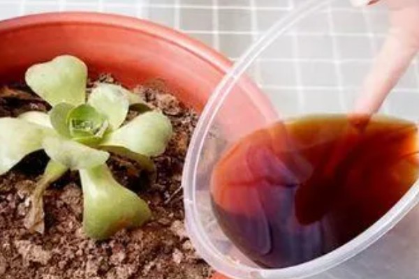 酱油可以浇花吗,可以用来浇花的