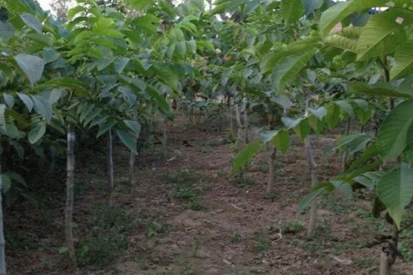 怎么种桃核，一般选在春季种植