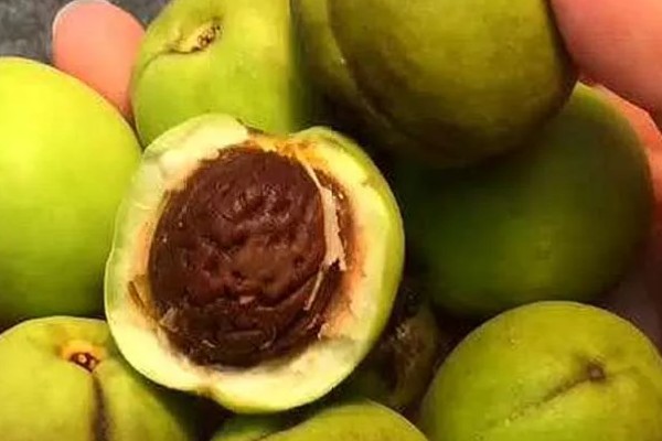 怎么种桃核，一般选在春季种植