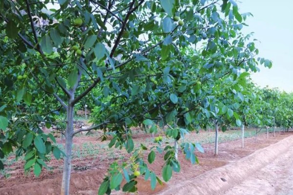 怎么种桃核，一般选在春季种植