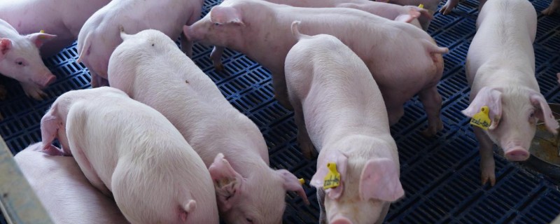 猪瘟的传播途径，可通过人员、饲料等传播