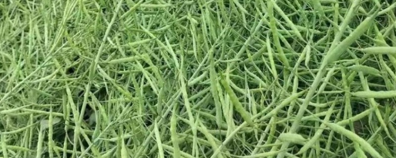 德矮油558油菜适合的种植地，适合在四川省平坝、丘陵地区种植