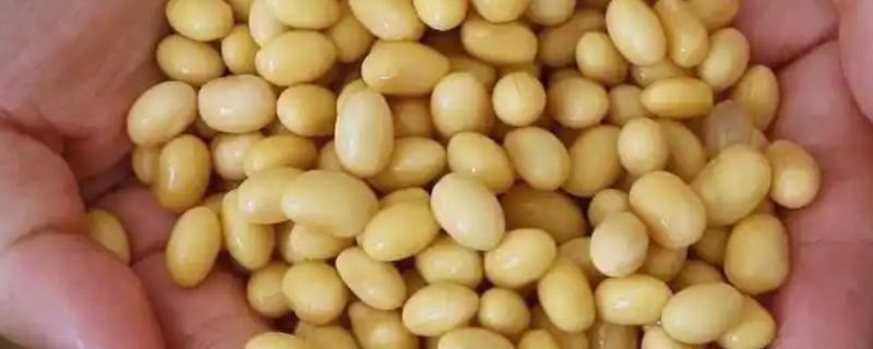 有哪些自制氮肥，原料有瓜果皮、废菜叶等