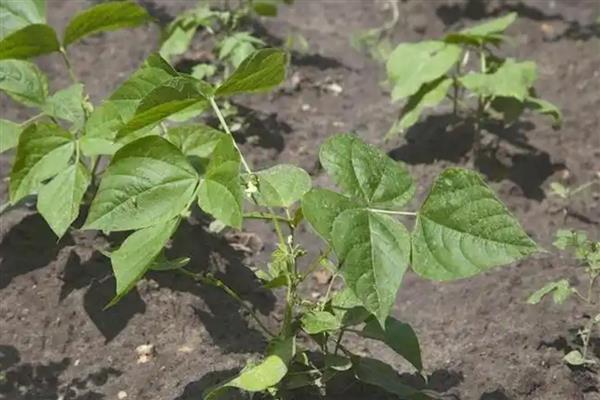 为什么芸豆突然叶子枯萎，可能是土壤板结所致