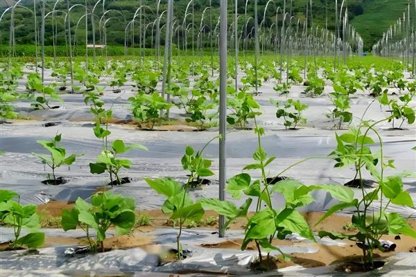 为什么芸豆突然叶子枯萎，可能是土壤板结所致