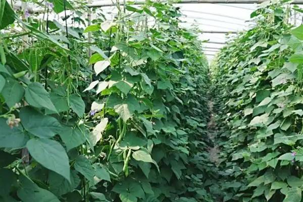 为什么芸豆突然叶子枯萎，可能是土壤板结所致