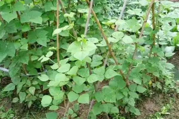 为什么芸豆突然叶子枯萎，可能是土壤板结所致