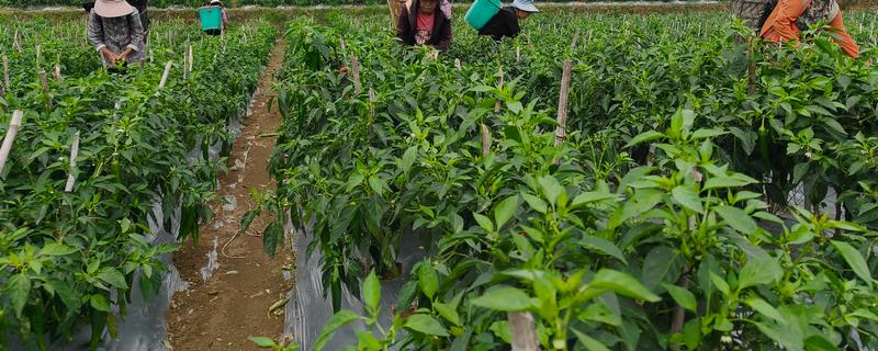 辣椒开花结果期怎么施肥，多施人粪尿和腐熟的饼肥