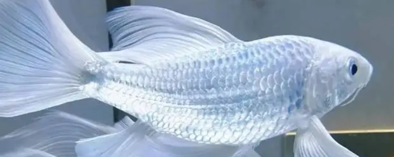 长60厘米宽40厘米的缸能不能养蝴蝶鲤，可以养1条未成年的蝴蝶鲤