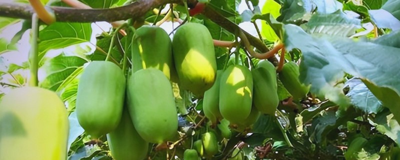 软枣猕猴桃苗适合哪个地区栽，适合东北、华北、西北等地栽培