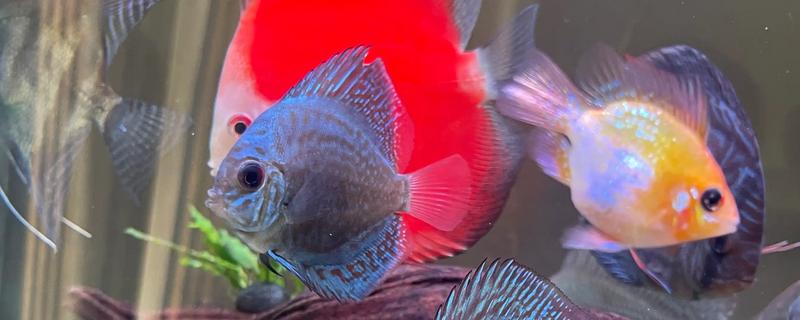 热带鱼的繁殖方法，大多数是卵生