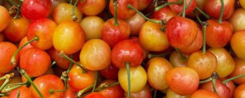 黄蜜大樱桃与红蜜有何区别，品种和生长特征不同