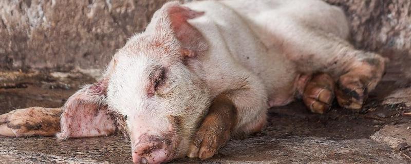 猪五号病怎么治疗，将冰片、黄连等药物研成末再敷药