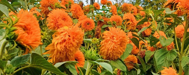 观赏向日葵品种，推荐玩具熊向日葵、太阳斑向日葵等
