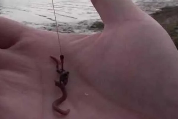 夜钓用蚯蚓没口的原因，没有打窝、天气差都是常见因素