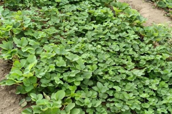 草莓苗可以晒太阳吗，是需要晒太阳的