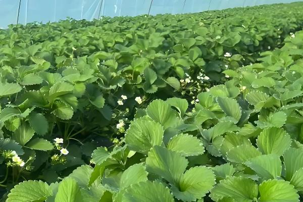 草莓苗可以晒太阳吗，是需要晒太阳的