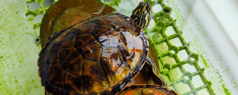 火焰龟一年产多少次蛋，一年可以产蛋四次
