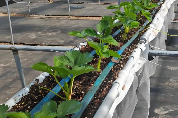 草莓苗可以晒太阳吗，是需要晒太阳的