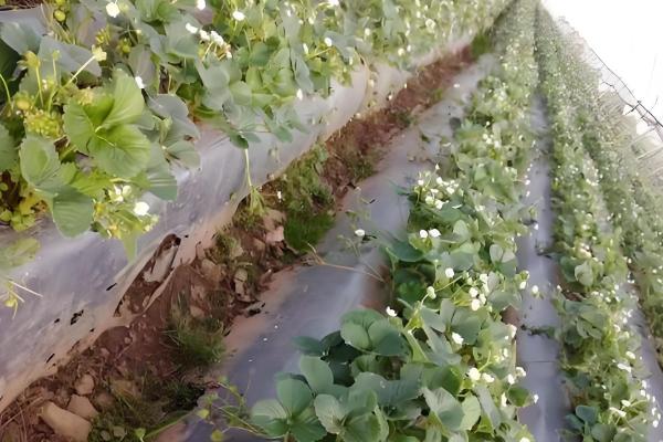 草莓苗可以晒太阳吗，是需要晒太阳的