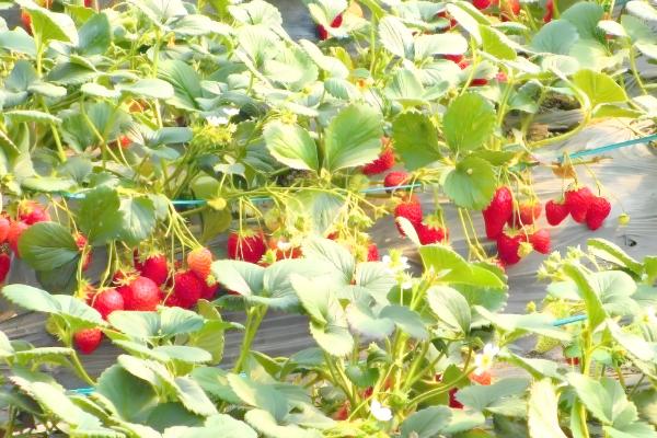 草莓苗可以晒太阳吗，是需要晒太阳的