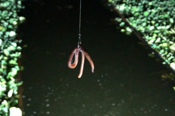 夜钓用蚯蚓没口的原因，没有打窝、天气差都是常见因素