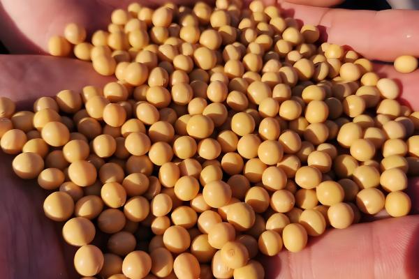 种大豆要不要施肥,种植前要施足基肥