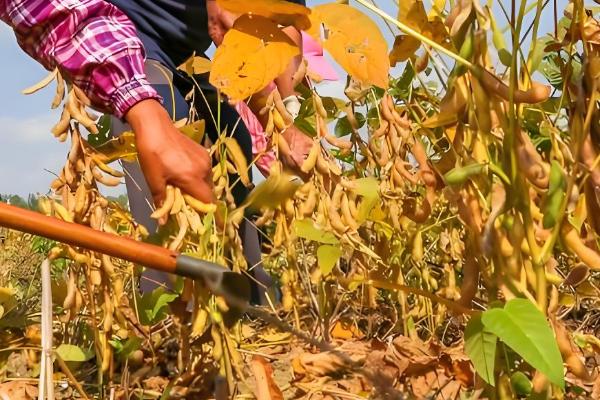 种大豆要不要施肥,种植前要施足基肥
