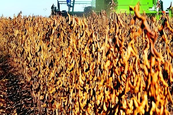 种大豆要不要施肥,种植前要施足基肥