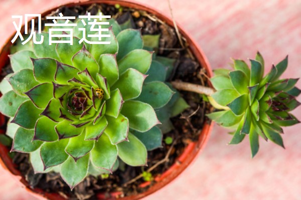 适合养在室内的多肉，常见观音莲、生石花等品种
