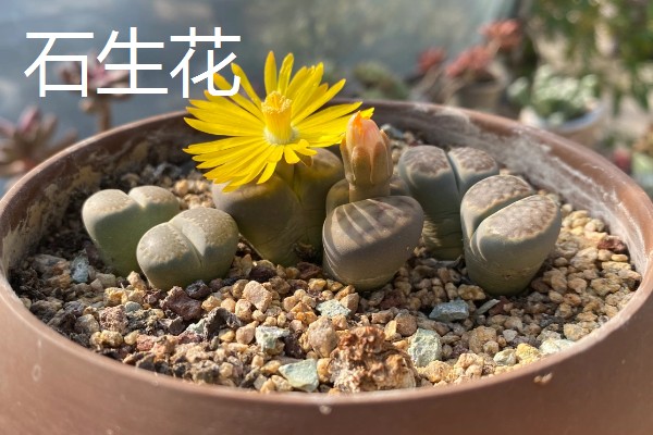 适合养在室内的多肉，常见观音莲、生石花等品种