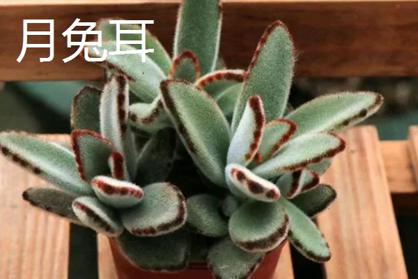 适合养在室内的多肉，常见观音莲、生石花等品种