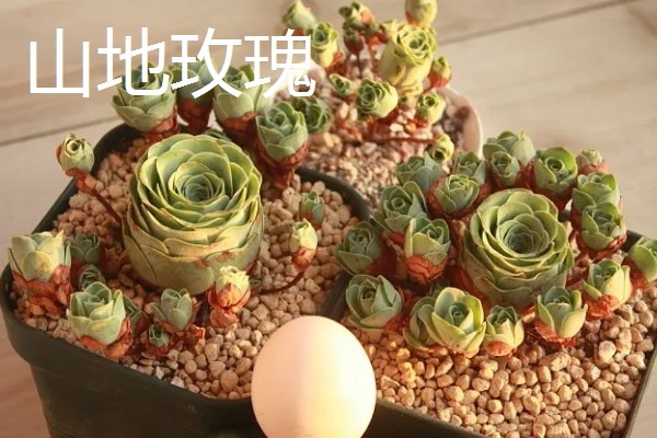 适合养在室内的多肉，常见观音莲、生石花等品种