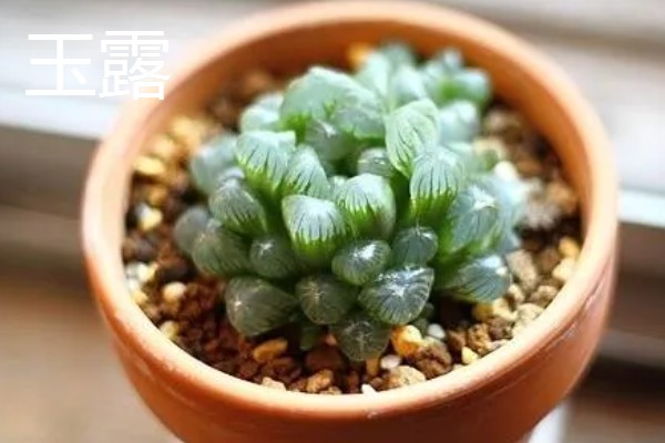 适合养在室内的多肉，常见观音莲、生石花等品种