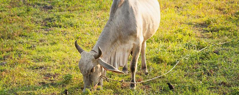 牛回草的简介，是指牛反刍