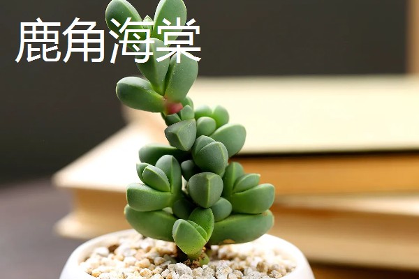 适合养在室内的多肉，常见观音莲、生石花等品种