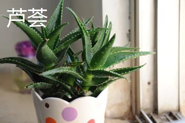 适合养在室内的多肉，常见观音莲、生石花等品种