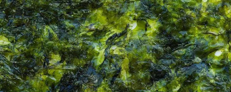 紫菜有不同颜色的原因，色素的含量不同