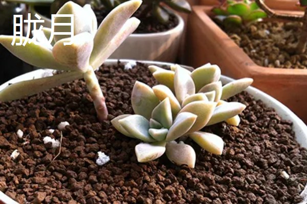 适合养在室内的多肉，常见观音莲、生石花等品种