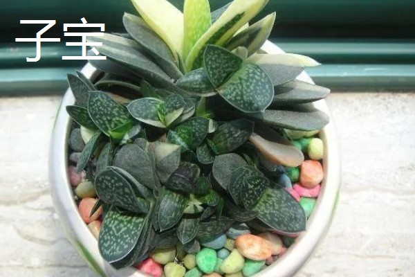 适合养在室内的多肉，常见观音莲、生石花等品种