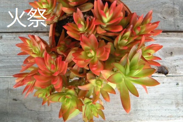 适合养在室内的多肉，常见观音莲、生石花等品种