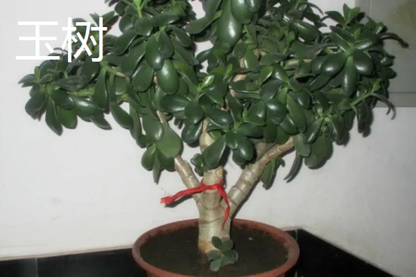 适合养在室内的多肉，常见观音莲、生石花等品种