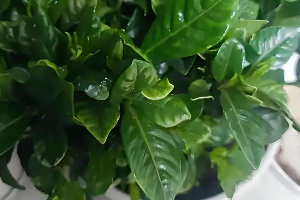 栀子花夏季不开花怎么处理,需要管控好水肥