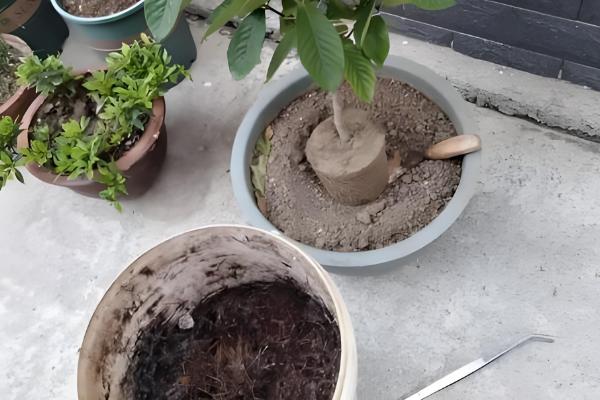 栀子花夏季不开花怎么处理,需要管控好水肥