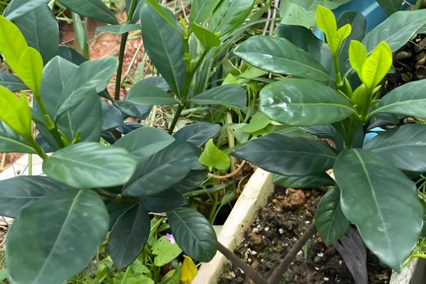 栀子花夏季不开花怎么处理,需要管控好水肥