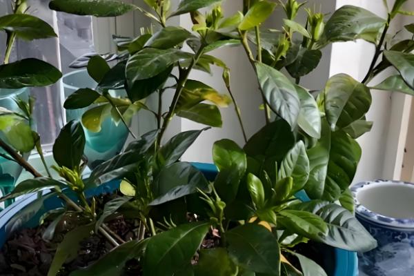 栀子花夏季不开花怎么处理,需要管控好水肥